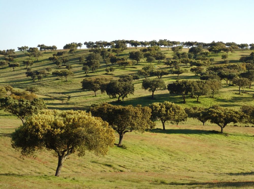 Montado Alentejano