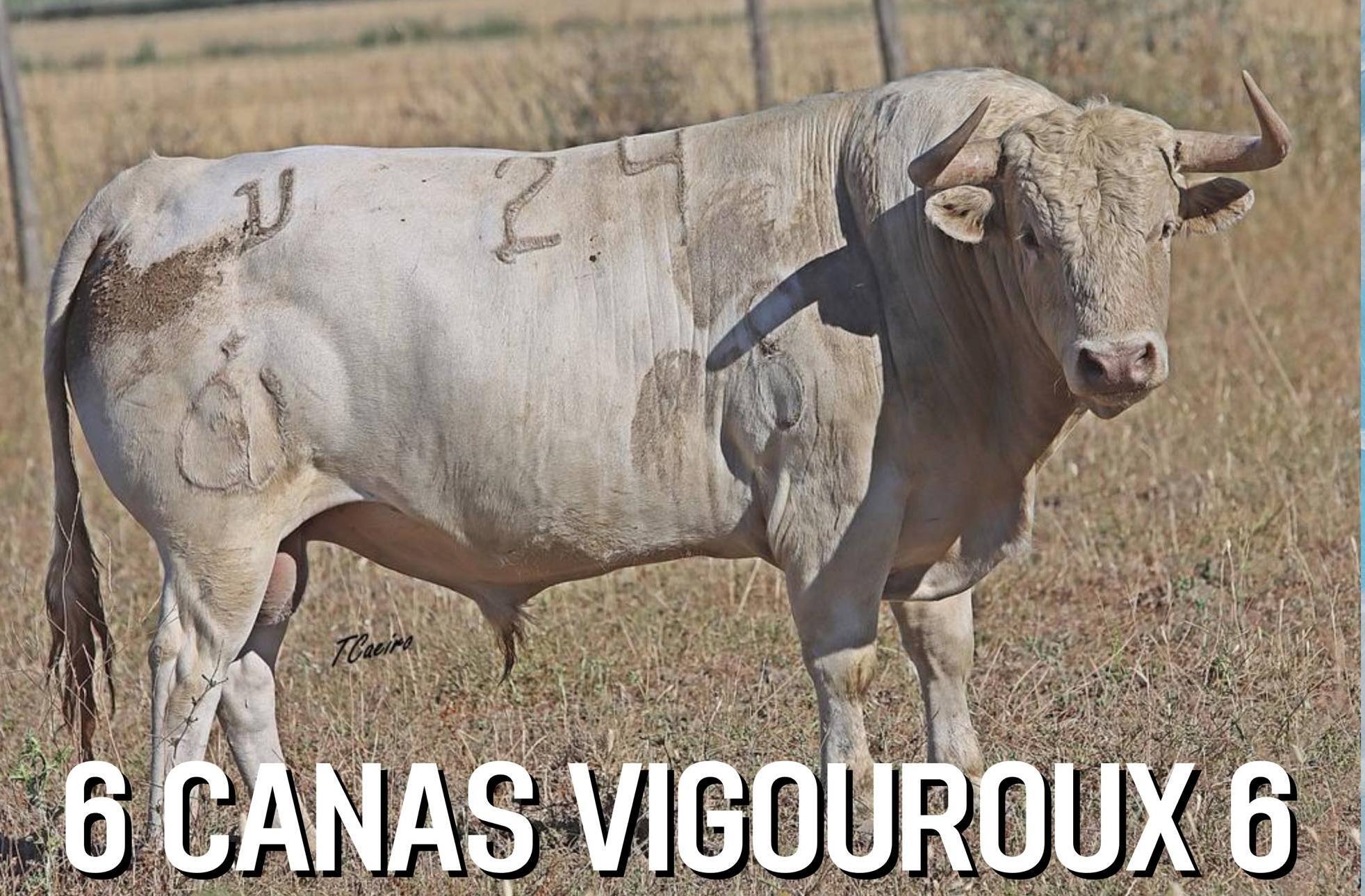 canas vigouroux para beja