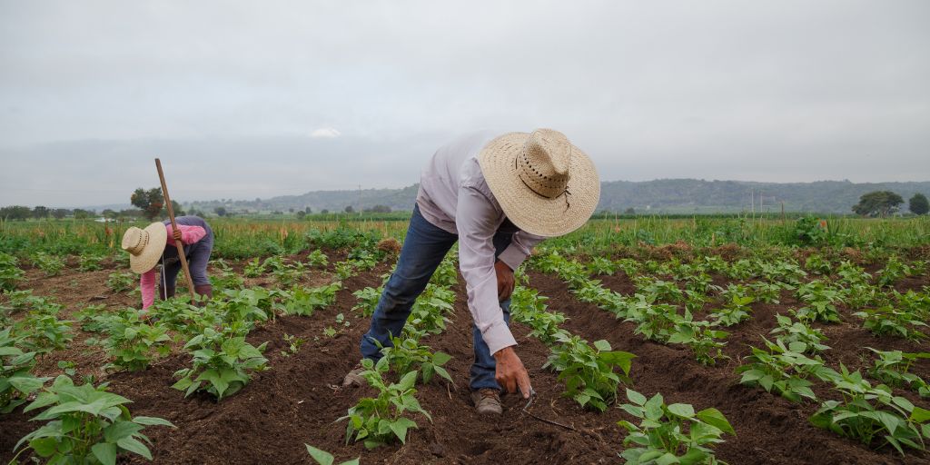 Trabalhadores aricolas