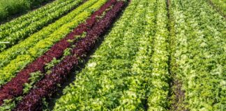 Agricultores do Baixo Alentejo reivindicam reposição dos apoios à horticultura