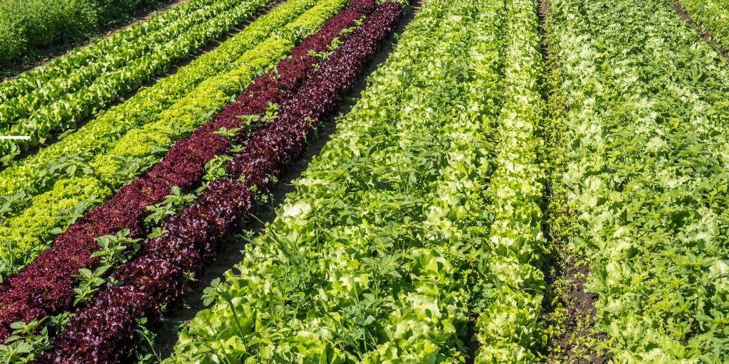 Agricultores do Baixo Alentejo reivindicam reposição dos apoios à horticultura