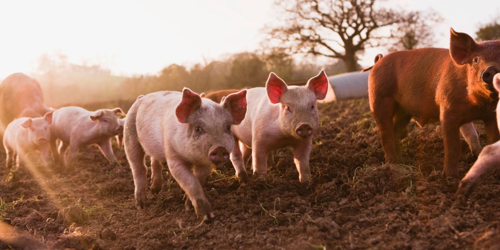 Agricultura: Cotações e produção suinícola mantêm-se estáveis no Alentejo, mas preço do leitão desce