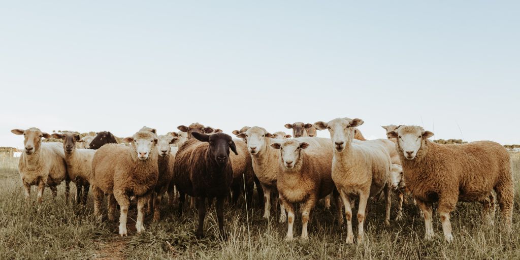 Cotações dos Ovinos e Caprinos Sobem no Alentejo na Semana