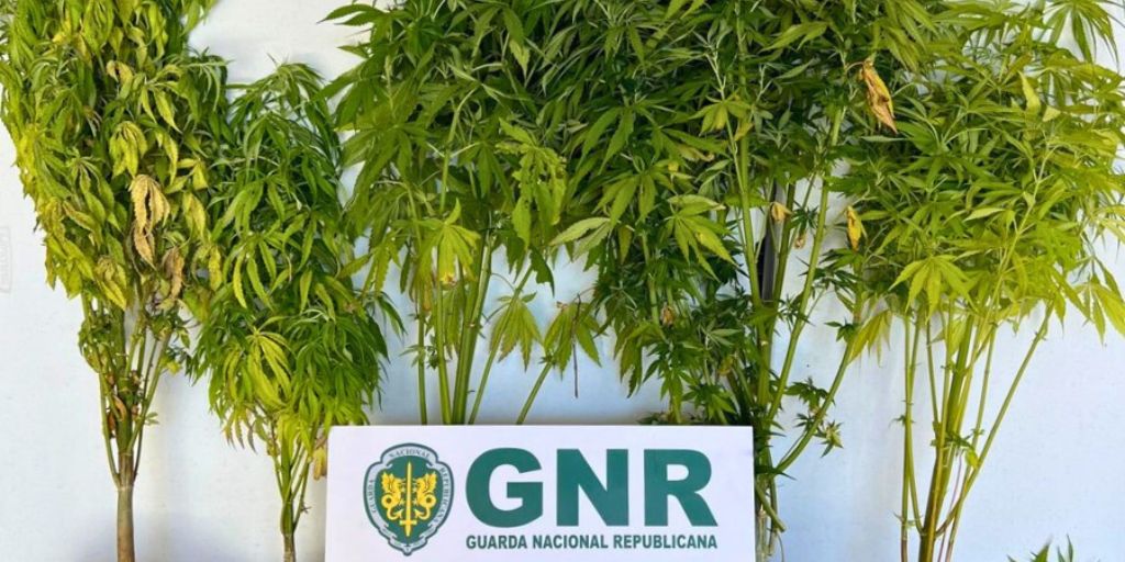 Santiago do Cacém: GNR detém idoso de 70 anos por cultivo e tráfico de droga em Alvalade do Sado