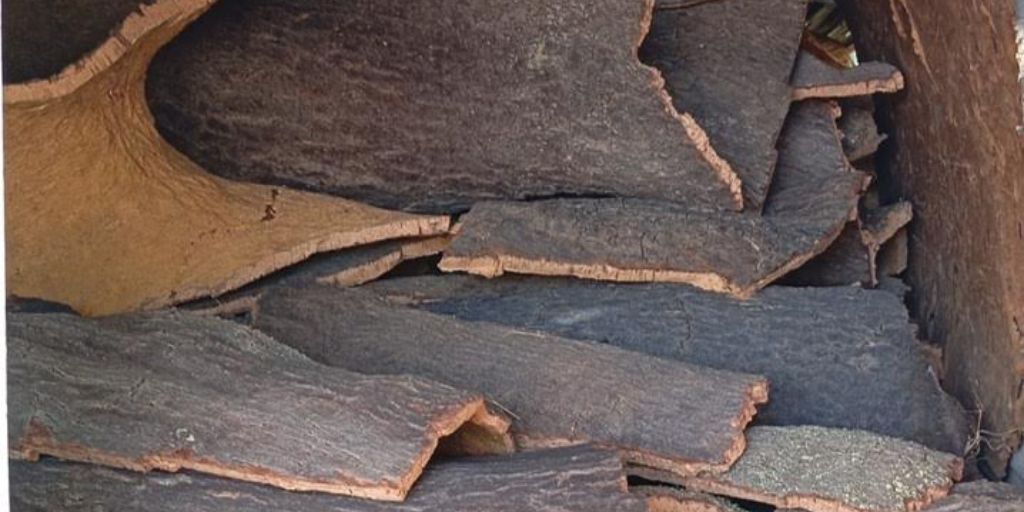 Mulher arguida após furto de 450 quilos de cortiça em Mora