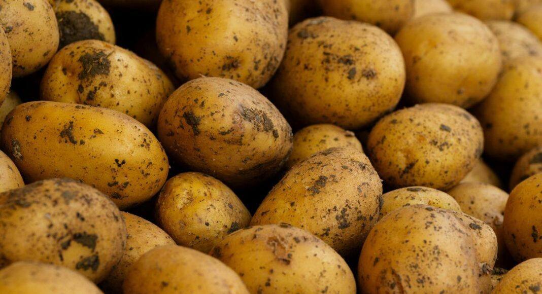 Projeto europeu POMATO lança inquérito para criar rede sustentável nas cadeias do tomate e da batata
