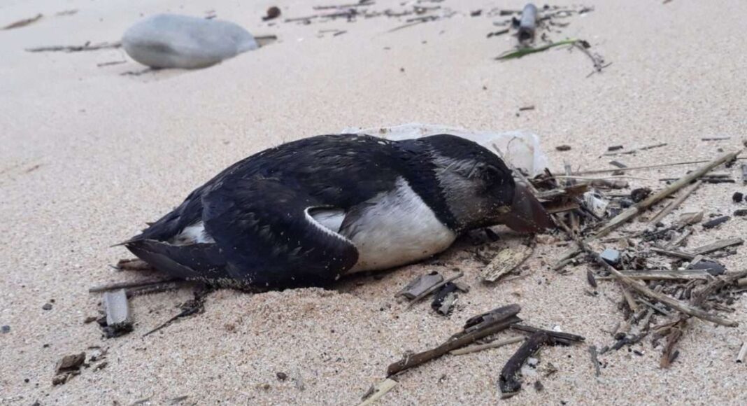 Costa Alentejana entre as zonas com mais papagaios-do-mar mortos nas praias portuguesas