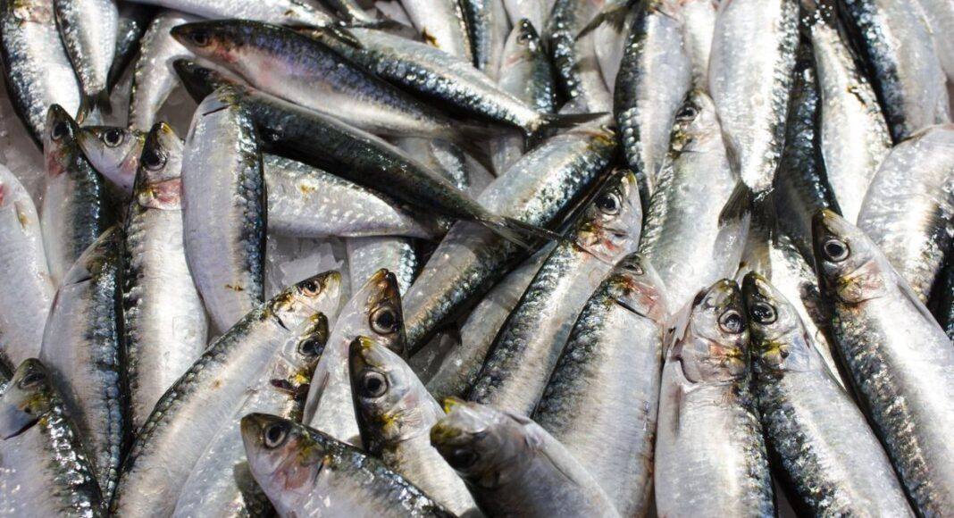 Pesca da sardinha reabre a 4 de maio com quota nacional de 33 mil toneladas