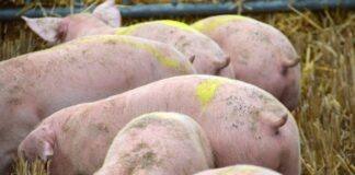 Doenças animais próximas de Portugal podem ter “impacto brutal” nas produções, alertam agricultores alentejanos
