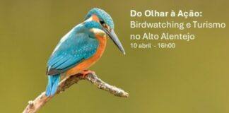 Birdwatching ganha destaque no Alto Alentejo com evento na Escola de Hotelaria de Portalegre