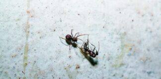 Aranha do género que inspirou Homem-Aranha descoberta no Alentejo