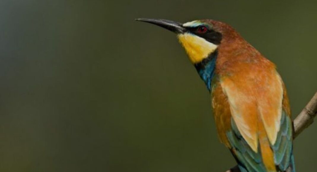 Festival de Aves chega à FEI-TUR e traz programa gratuito a Vila Nova de Milfontes