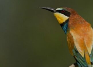 Festival de Aves chega à FEI-TUR e traz programa gratuito a Vila Nova de Milfontes Festival de Aves chega à FEI-TUR e traz programa gratuito a Vila Nova de Milfontes