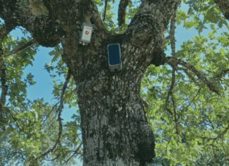 Tecnologia que permite “ouvir” as árvores chega ao montado de Avis
