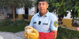 GNR recupera cria de Coruja-das-Torres no concelho de Moura