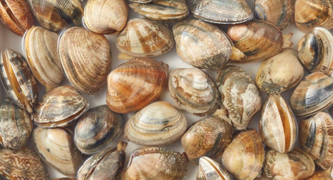 Novas classificações do IPMA abrangem zonas de apanha de moluscos no Alentejo Litoral