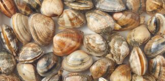 Novas classificações do IPMA abrangem zonas de apanha de moluscos no Alentejo Litoral
